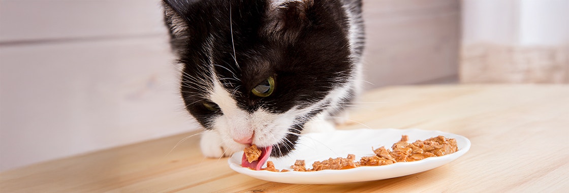 Black and white old cat eating from a plate