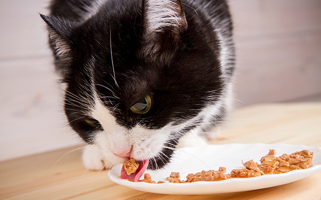Black and white old cat eating from a plate
