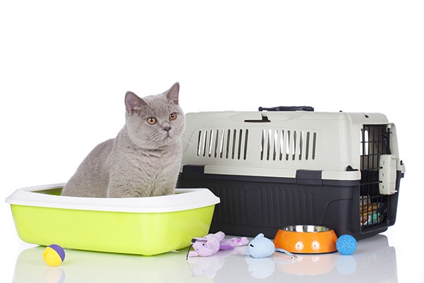 Cat with basic equipment