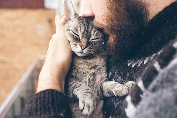 Close-up of beard man in icelandic sweater who is holding and kissing his cute purring Devon Rex cat. Muzzle of a cat and a man's face.