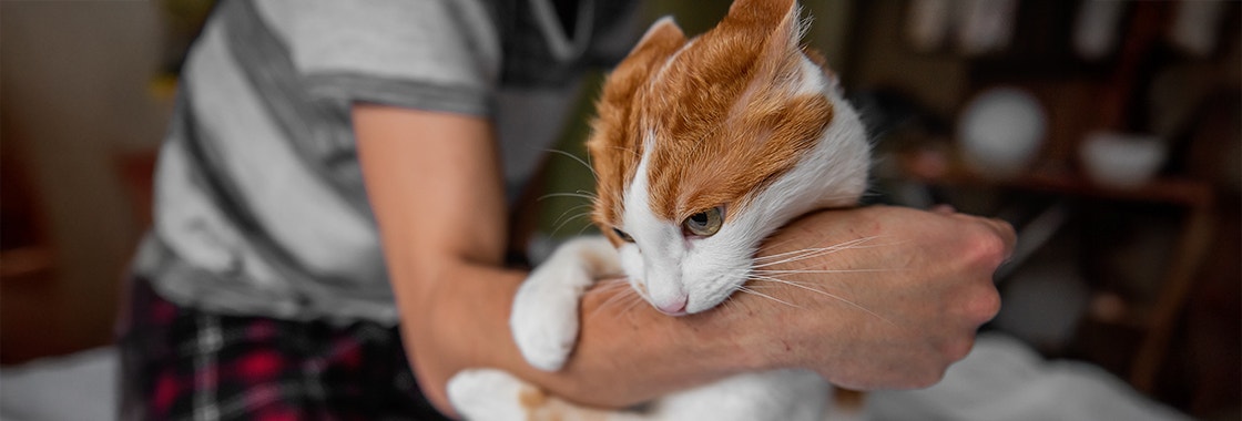 An orange and white cat biting and attacking its owner arm