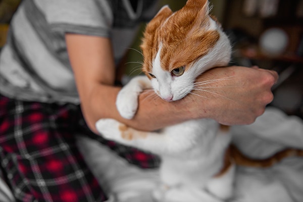 An orange and white cat biting and attacking its owner arm