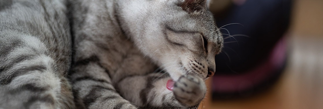 Cute cat behaviour of licking its body and grooming itself