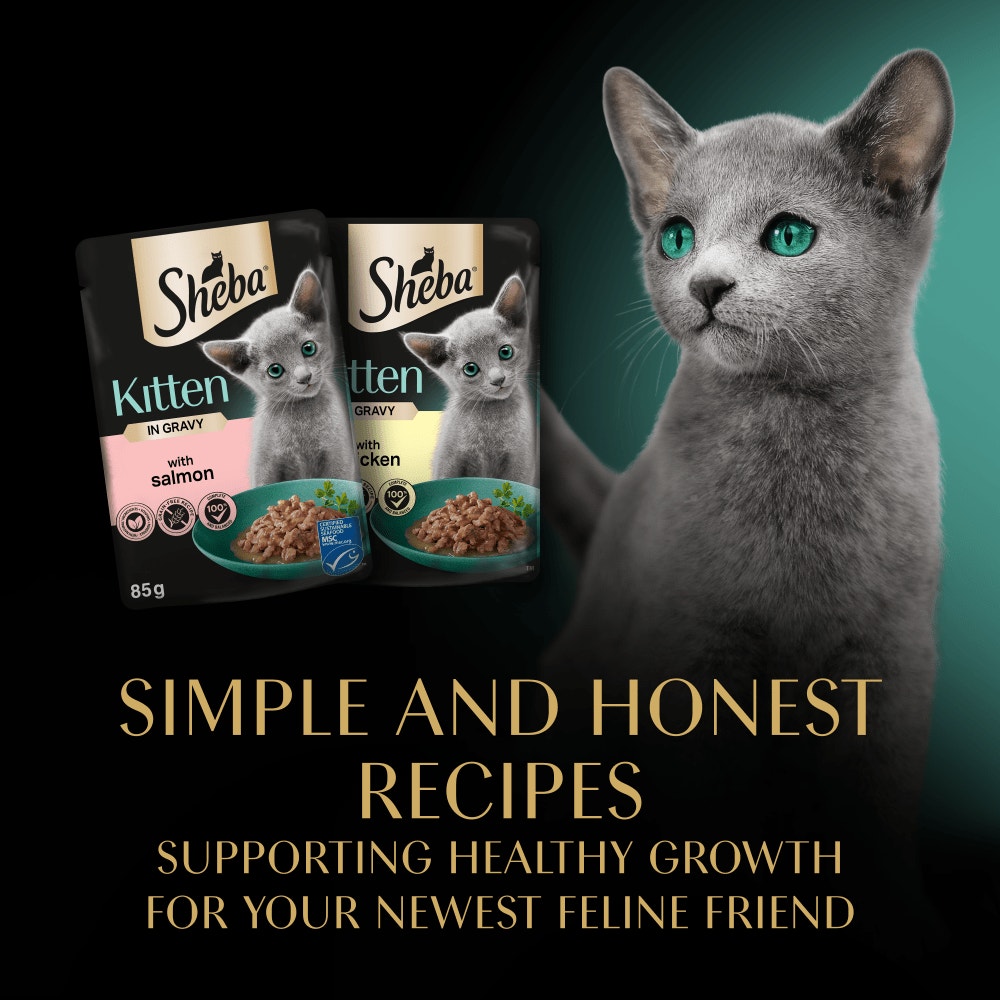 SHEBA® Mixed Selection Kitten Food in Gravy 12 & 40 x 85g - 6